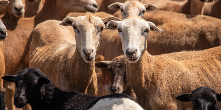 Estudiante de la UAT desarrolla innovador sistema de monitoreo de alimentación de borregos