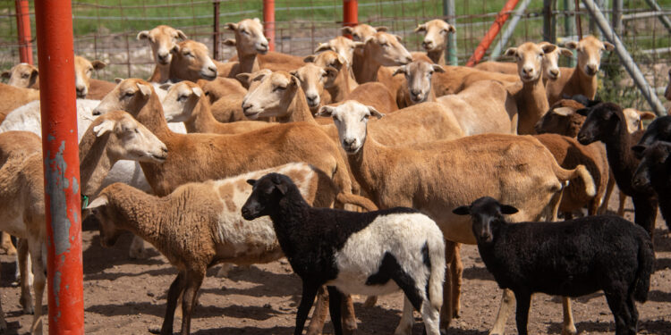Estudiante de la UAT desarrolla innovador sistema de monitoreo de alimentación de borregos