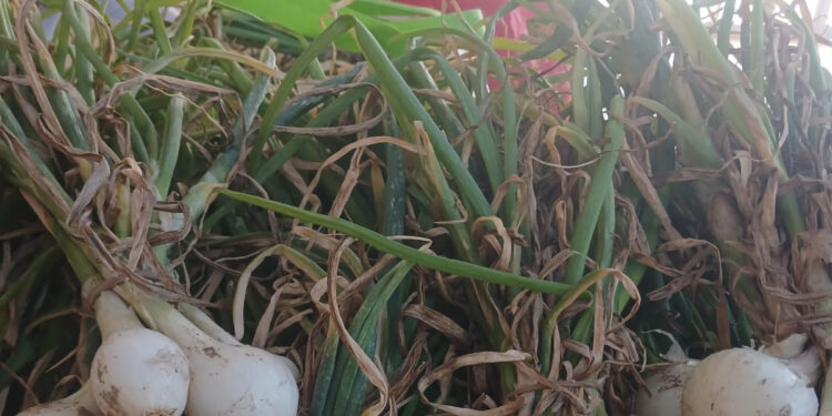 Implementa la UAT en Río Bravo un huerto escolar