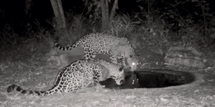 Fortalece Comisión de Parques instalación de bebederos en zonas serranas