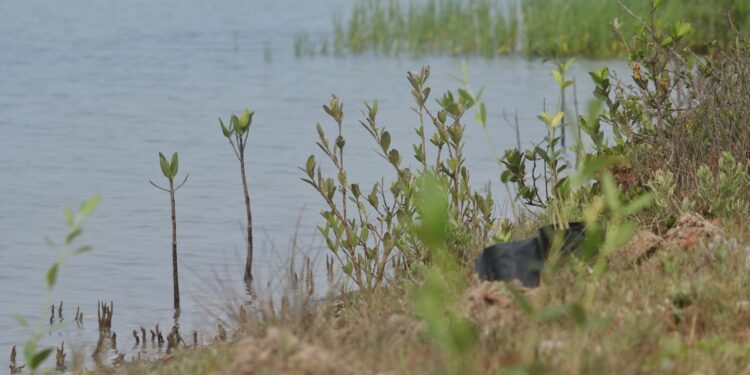 Refuerza SEDUMA reforestación de mangle en costas tamaulipecas