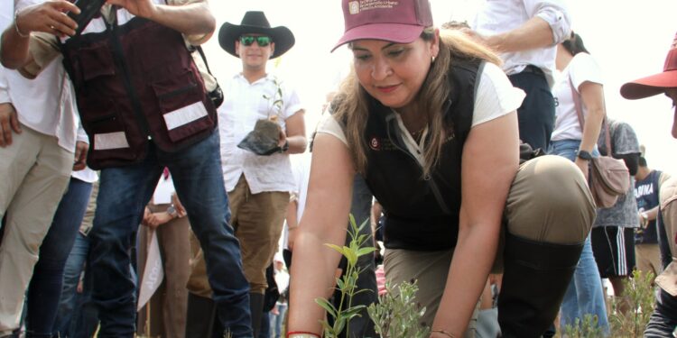 Refuerza SEDUMA reforestación de mangle en costas tamaulipecas