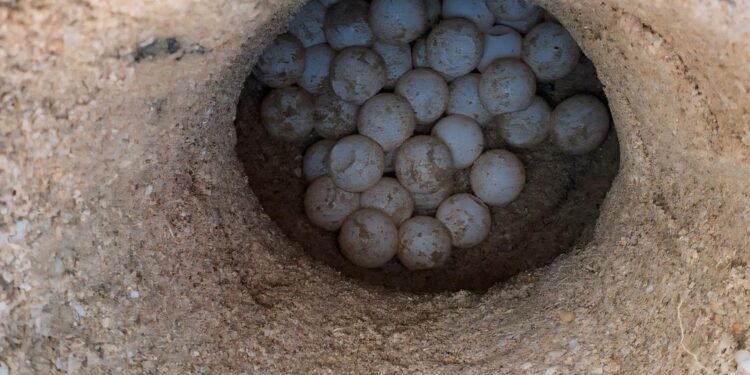 Prepara Comisión de Parques liberación de crías de tortuga lora en playas tamaulipecas