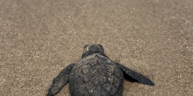 Prepara Comisión de Parques liberación de crías de tortuga lora en playas tamaulipecas