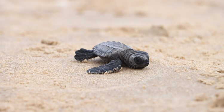 Prepara Comisión de Parques liberación de crías de tortuga lora en playas tamaulipecas