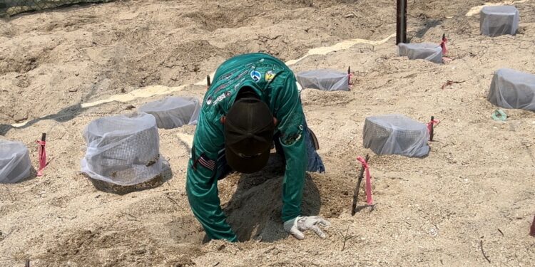 Prepara Comisión de Parques liberación de crías de tortuga lora en playas tamaulipecas