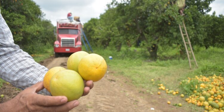 Continúa Gobierno de Tamaulipas con monitoreo y control del cancro de los cítricos