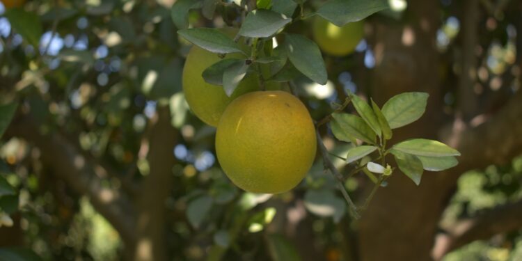 Continúa Gobierno de Tamaulipas con monitoreo y control del cancro de los cítricos