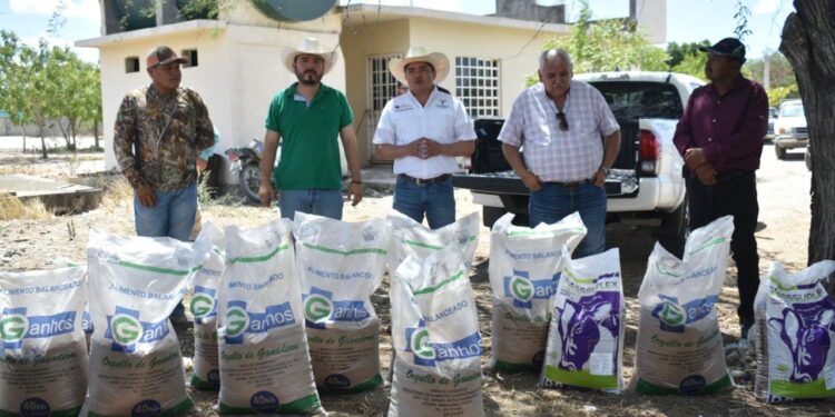 Productores de González reciben suplementos alimenticios para el ganado