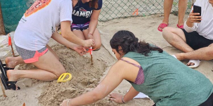 Colabora la UAT en el proyecto de conservación de la tortuga lora