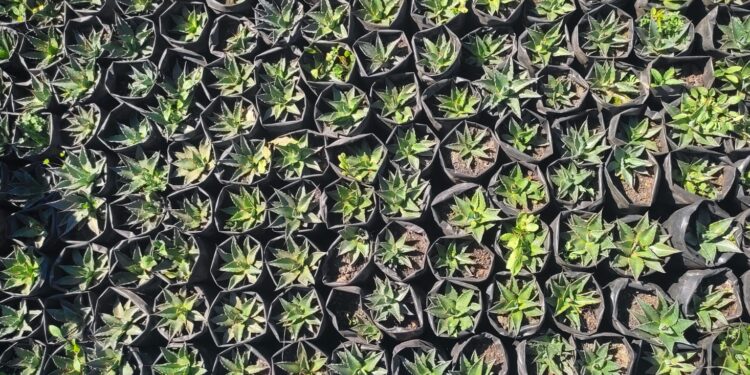 Busca la UAT preservar la genética de especies de maguey