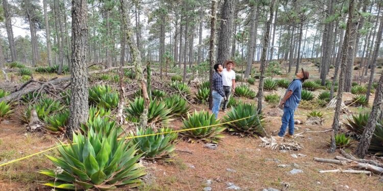 Busca la UAT preservar la genética de especies de maguey