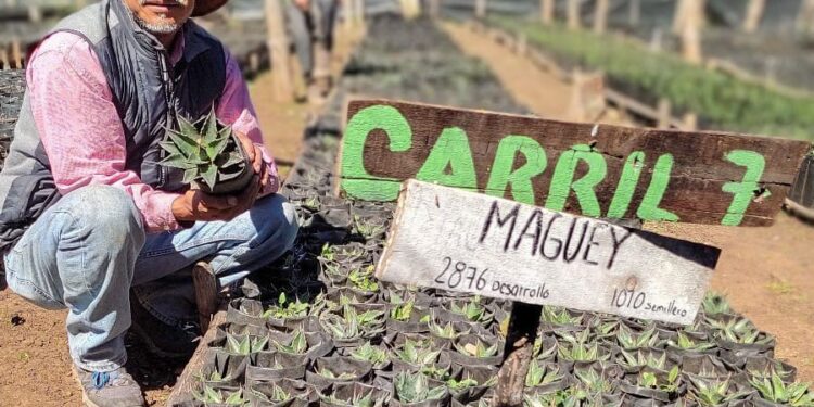 Busca la UAT preservar la genética de especies de maguey