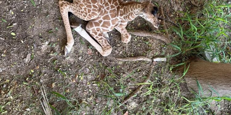 Nace jirafa en el zoológico Tamatán