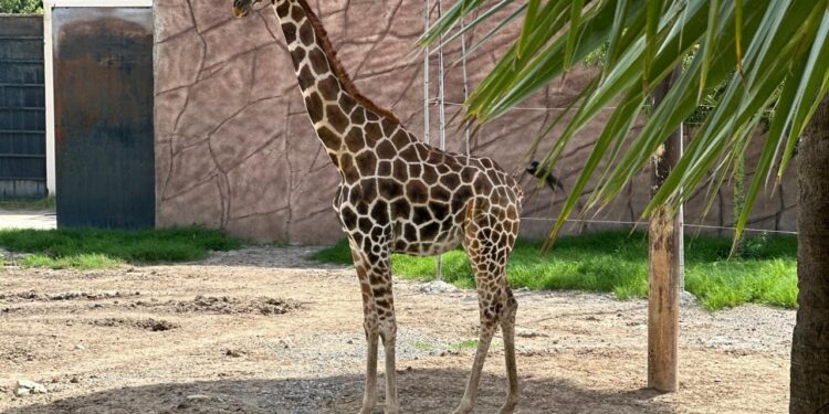 Nace jirafa en el zoológico Tamatán