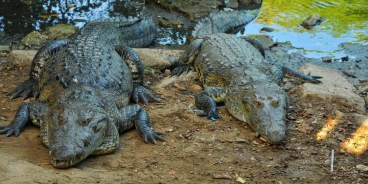 Coordina SEDUMA acciones en busca de controlar sobrepoblación de cocodrilos