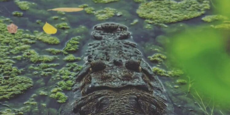 Coordina SEDUMA acciones en busca de controlar sobrepoblación de cocodrilos