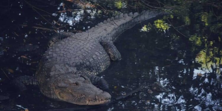 Coordina SEDUMA acciones en busca de controlar sobrepoblación de cocodrilos