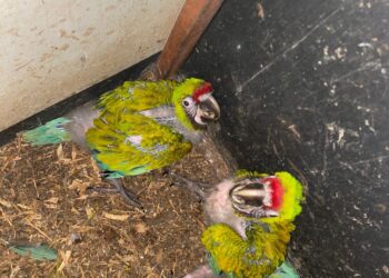 Nacen en Zoológico Tamatán dos polluelos de Guacamaya Verde del Golfo: CPBT