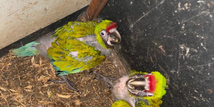 Nacen en Zoológico Tamatán dos polluelos de Guacamaya Verde del Golfo: CPBT
