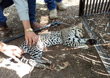 Realiza la UAT un estudio para la protección del ocelote en Tamaulipas