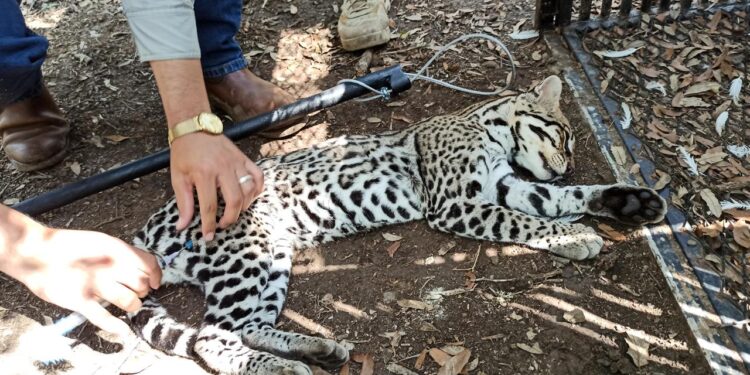 Realiza la UAT un estudio para la protección del ocelote en Tamaulipas
