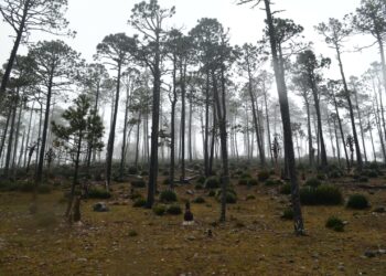 Fortalece Tamaulipas medidas para proteger reservas naturales