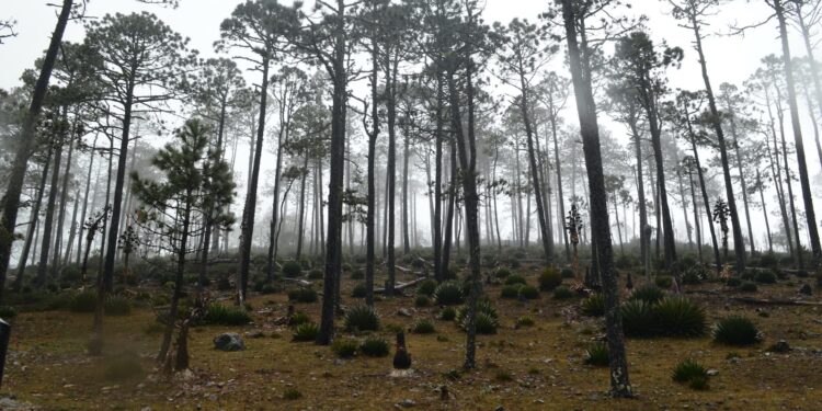 Fortalece Tamaulipas medidas para proteger reservas naturales