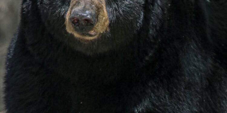 Unen esfuerzos en pro de la flora y fauna, Nuevo León, Coahuila y Tamaulipas