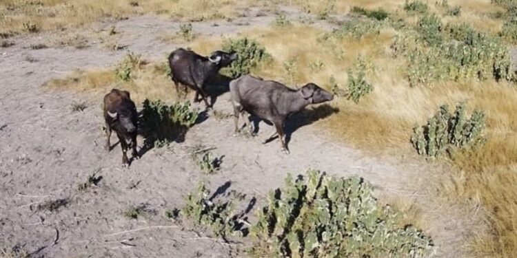 Presenta Tamaulipas oferta turística cinegética en Texas, Estados Unidos