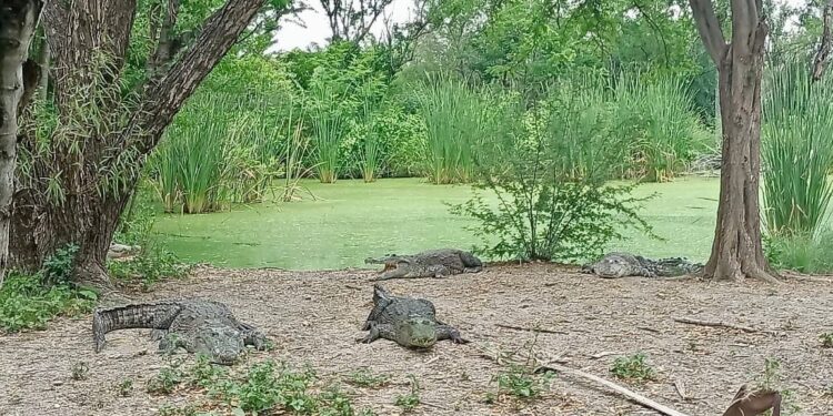 Fortalece Tamaulipas capacitación para manejo de cocodrilos
