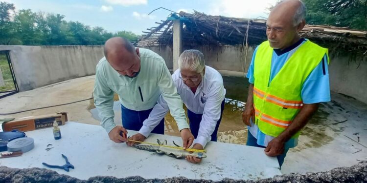 Fortalece Tamaulipas capacitación para manejo de cocodrilos