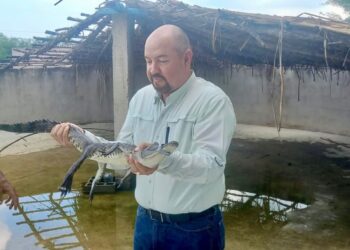 Fortalece Tamaulipas capacitación para manejo de cocodrilos