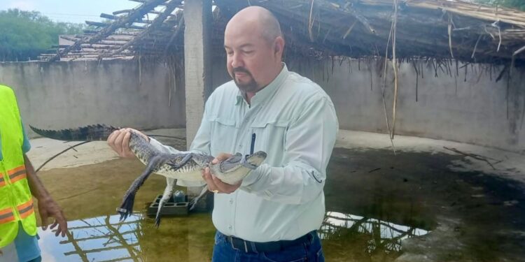 Fortalece Tamaulipas capacitación para manejo de cocodrilos