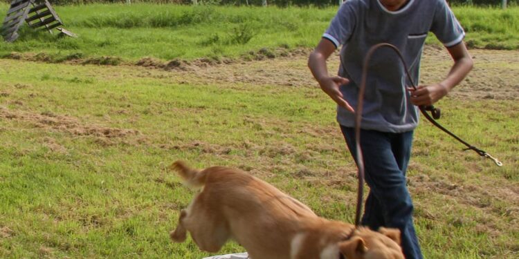 Pondrá la UAT en adopción héroes caninos