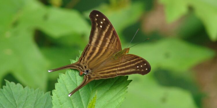 Registra la UAT 195 especies de mariposas en la Sierra Chiquita de Tamaulipas