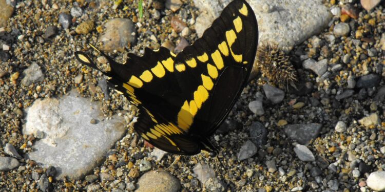 Registra la UAT 195 especies de mariposas en la Sierra Chiquita de Tamaulipas