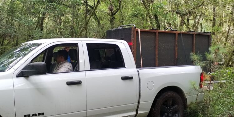 Arranca Comisión de Parques monitoreo del oso negro americano en Tamaulipas
