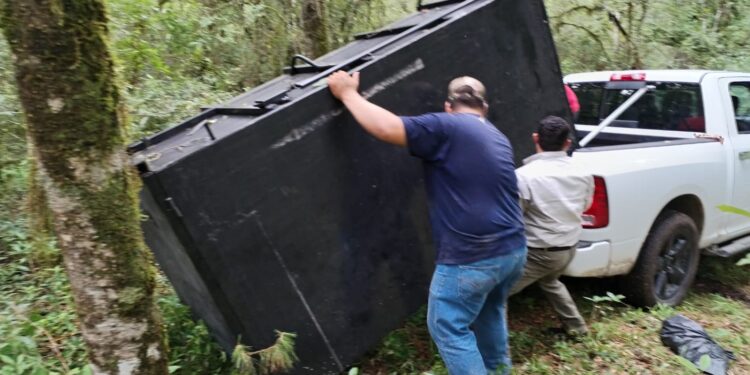 Arranca Comisión de Parques monitoreo del oso negro americano en Tamaulipas