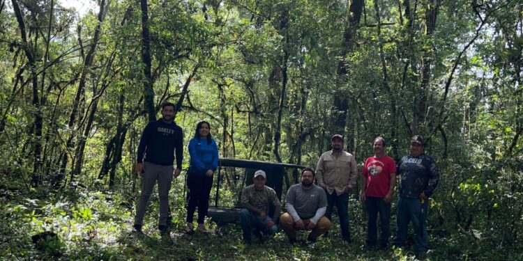 Arranca Comisión de Parques monitoreo del oso negro americano en Tamaulipas