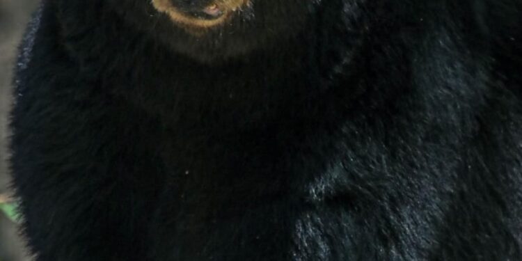 Unen esfuerzos en pro del oso negro americano: Comisión de Parques