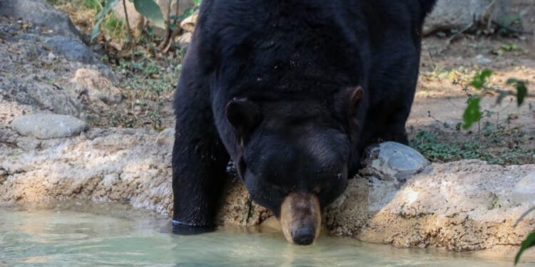 Unen esfuerzos en pro del oso negro americano: Comisión de Parques