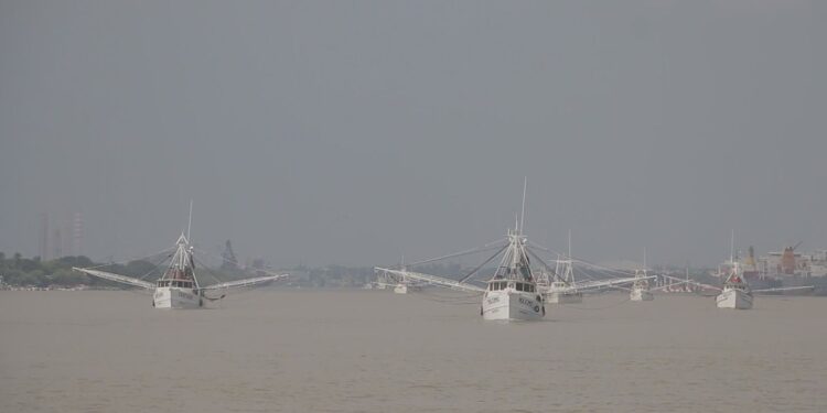 Es flota camaronera tamaulipeca, la más grande del Golfo de México