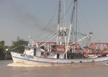 Es flota camaronera tamaulipeca, la más grande del Golfo de México