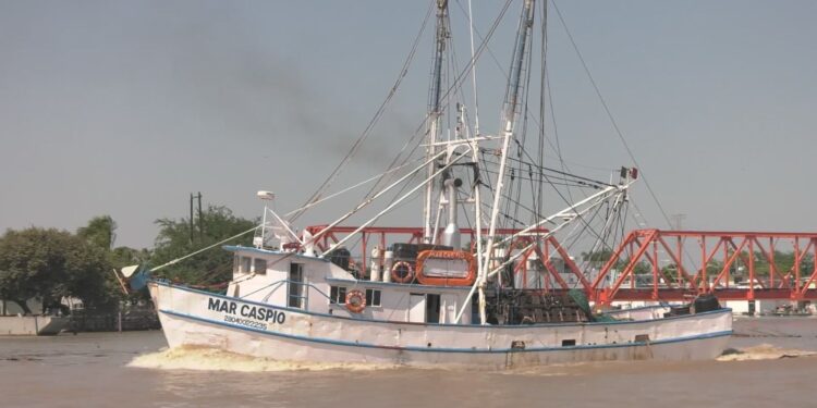 Es flota camaronera tamaulipeca, la más grande del Golfo de México
