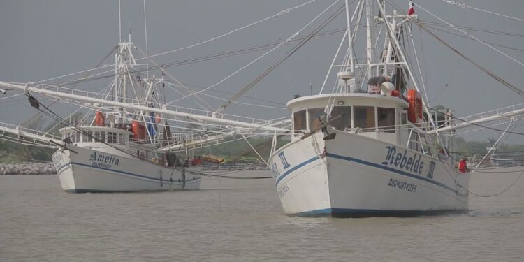 Es flota camaronera tamaulipeca, la más grande del Golfo de México