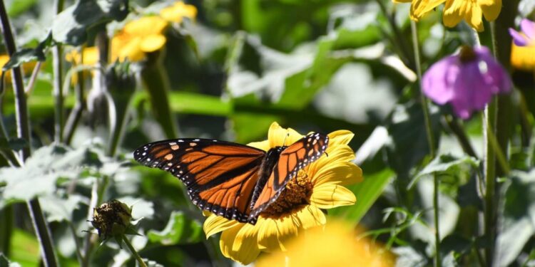 Invertirá Tamaulipas en la protección del hábitat de la mariposa monarca: CPBT