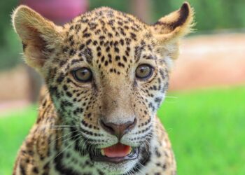 Canalizará Comisión de Parques cachorros de jaguar donados a la Biósfera El Cielo
