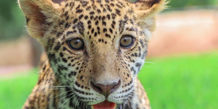 Canalizará Comisión de Parques cachorros de jaguar donados a la Biósfera El Cielo