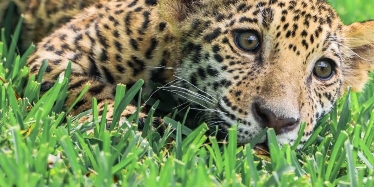 Canalizará Comisión de Parques cachorros de jaguar donados a la Biósfera El Cielo